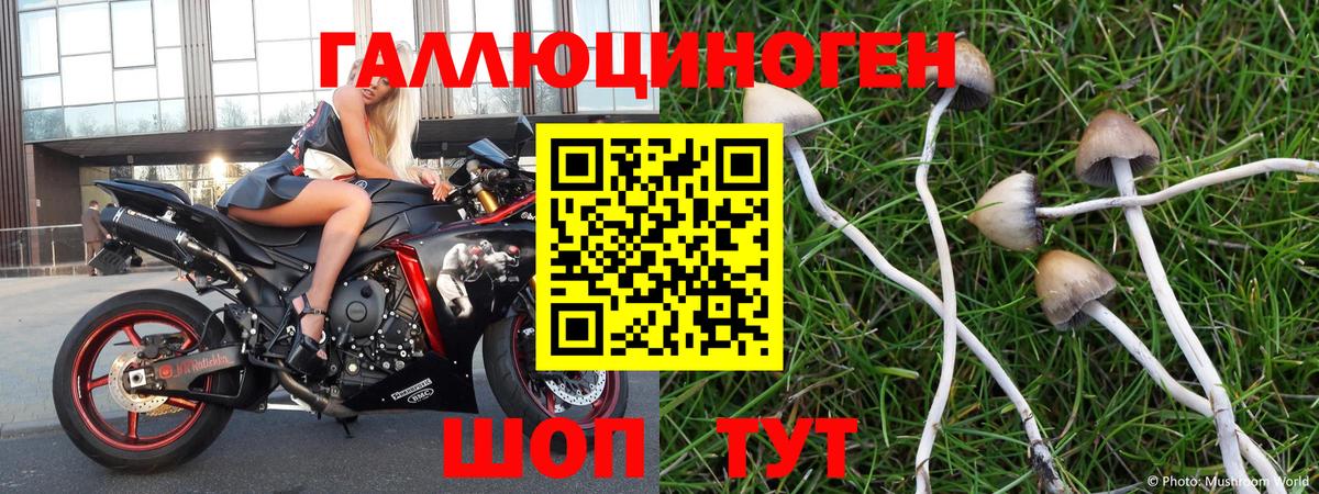 Галлюциногенные грибы Psilocybe Кстово